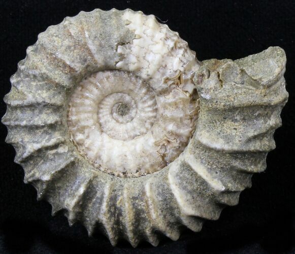 Pavlovia Ammonite Fossil - Siberia #29713